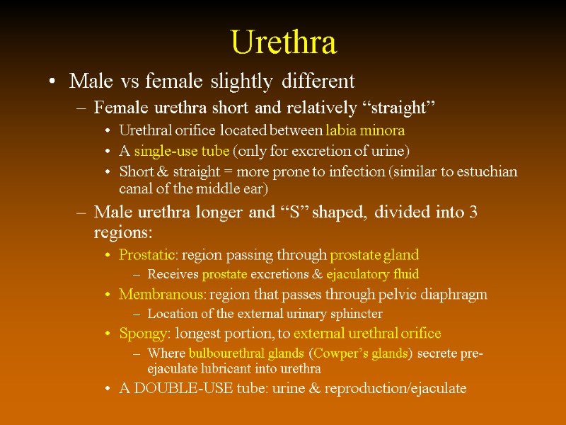 Urethra Male vs female slightly different Female urethra short and relatively “straight” Urethral orifice